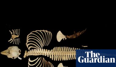 Skeleton of the world’s rarest marine mammal preserved by digital imaging | Porpoises