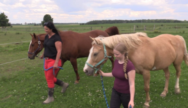 Personal tragedy sparks creation of equine assisted therapy business near Exeter - CTV News