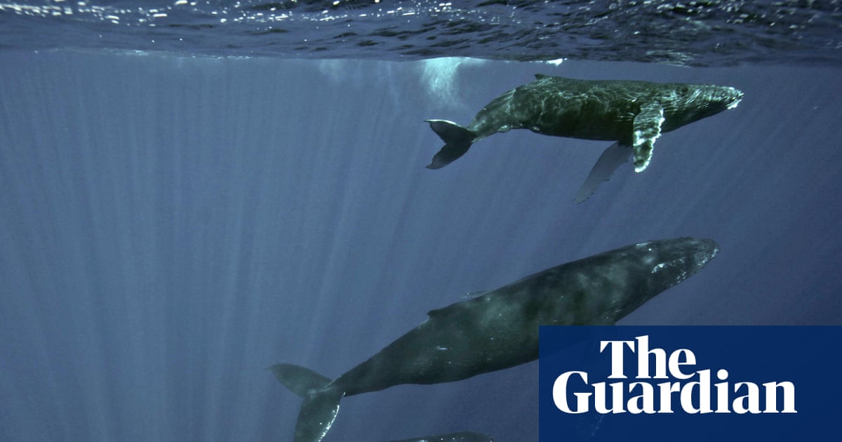 Specieswatch: Scientists trace haunting sea thrums to humpback whales | Whales