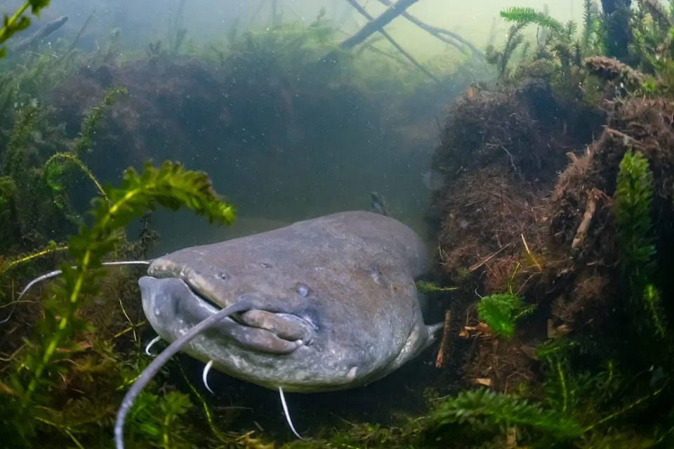 wels catfish Silurus glanis in a lake