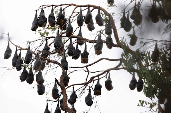 The flying fox colony has set up home along Narellan Creek in Harrington Park. 