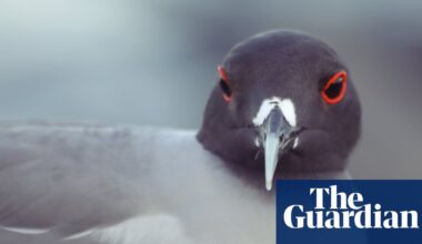Birdwatch: Going to the Galápagos for the gulls | Birdwatching
