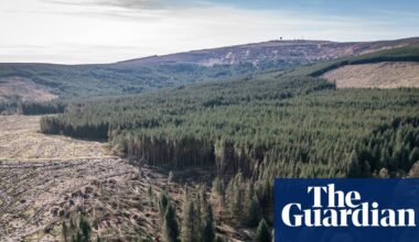 Commercial forests and biodiversity claims | Trees and forests