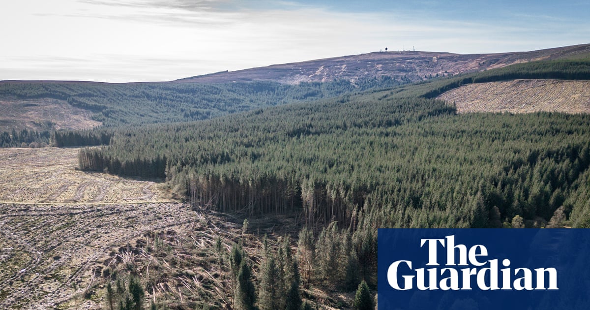 Commercial forests and biodiversity claims | Trees and forests