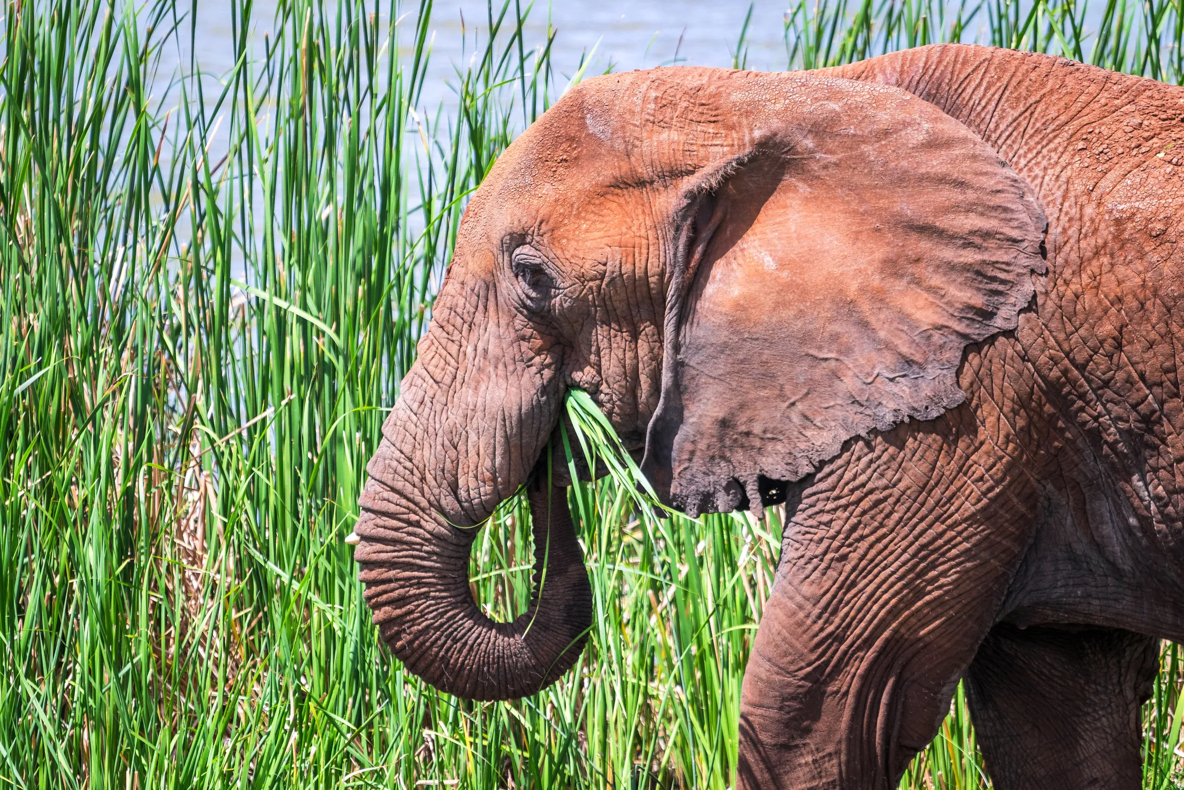 An elephant in Tsavo West National Park