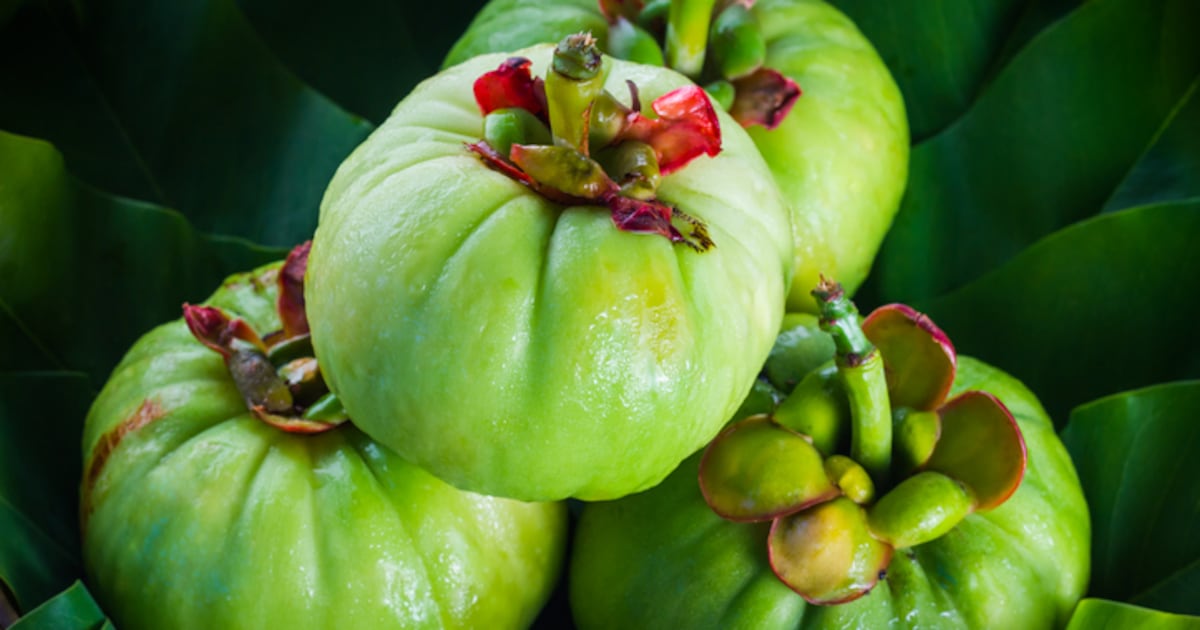 France renews Garcinia cambogia ban, EU extends safety consultation