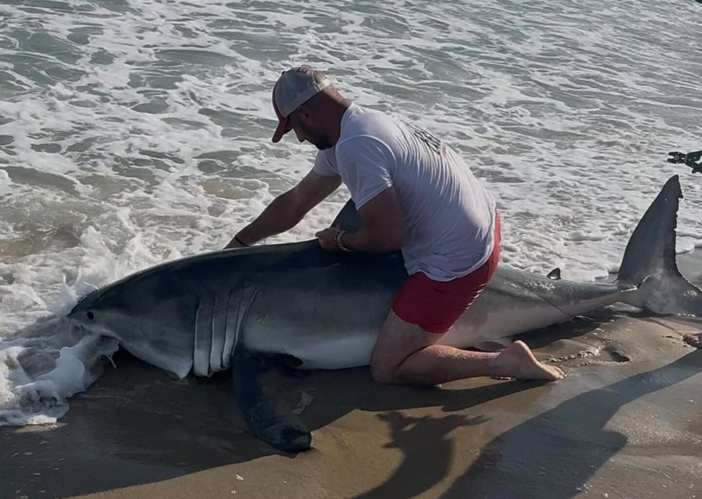 Elliot Sudal said he has caught over a 1000 sharks but has never caught a great white shark until Sunday.