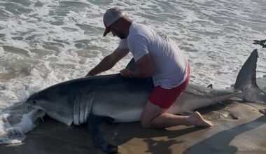 Elliot Sudal said he has caught over a 1000 sharks but has never caught a great white shark until Sunday.