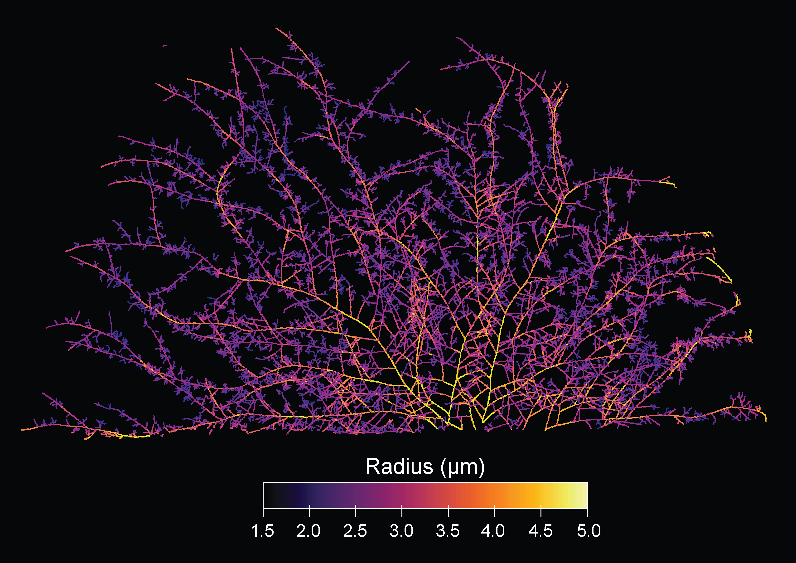 Heat map of network architecture of fungus, with colors varying by branch radius