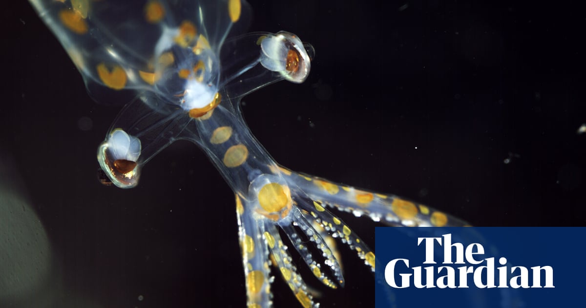 ‘Chock full of incredible animals’: marine expedition uncovers 31 new species in two weeks | Marine life