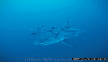 Great white shark filmed underwater in Mediterranean for first time - The Times