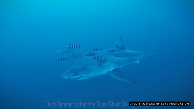 Great white shark filmed underwater in Mediterranean for first time - The Times