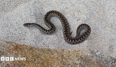 A snake with a dark zig-zag pattern on its back can be seen from above, curled up on a white sandy beach
