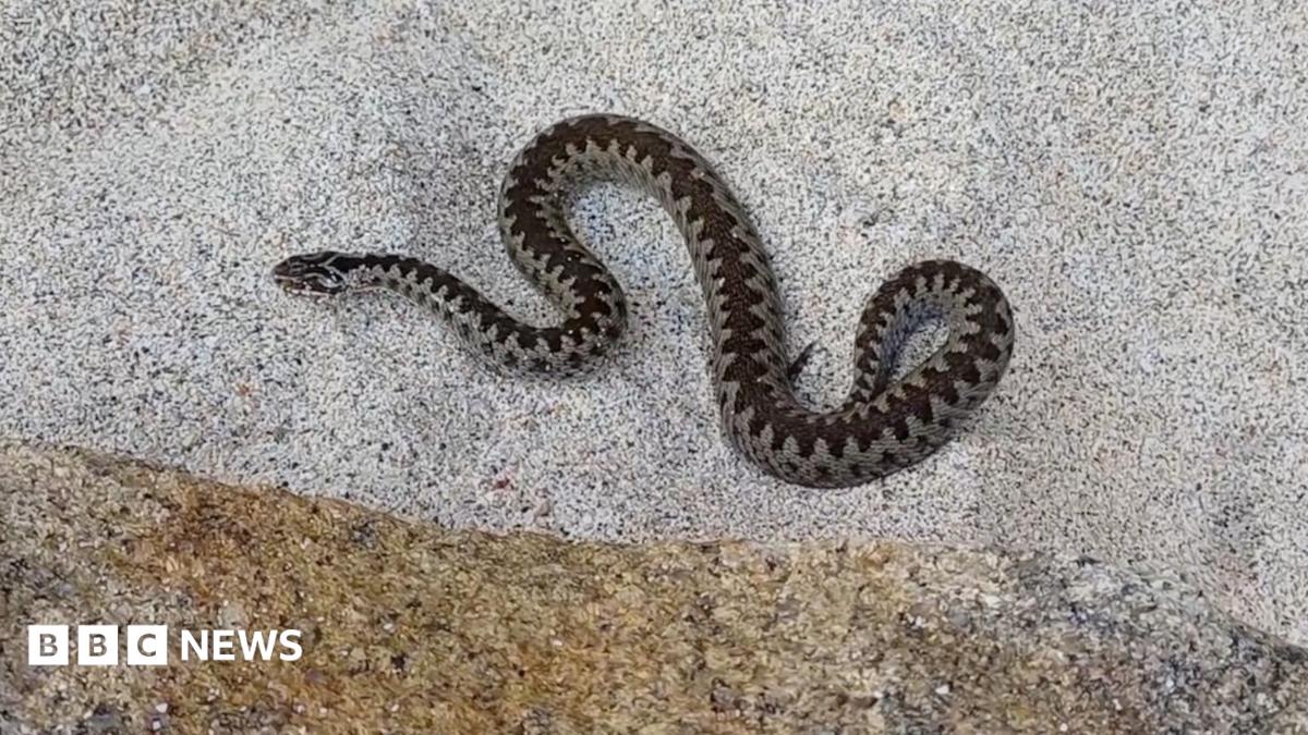 A snake with a dark zig-zag pattern on its back can be seen from above, curled up on a white sandy beach