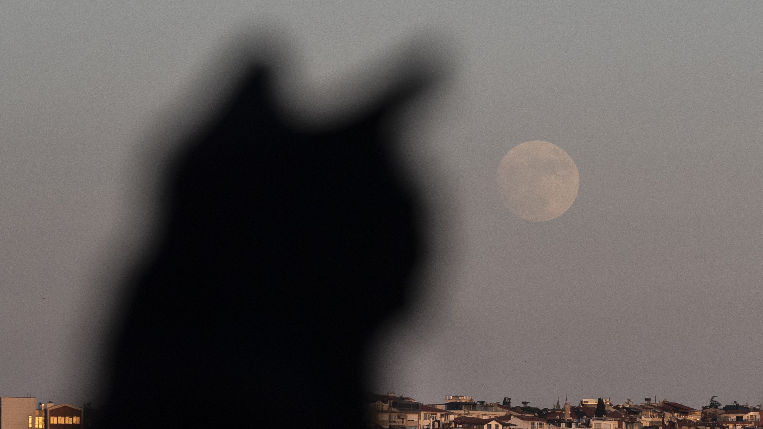 a black cat looks over a city with a full moon shining in the sky above.