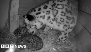 Rare snow leopard cubs born at wildlife park in Highlands - BBC