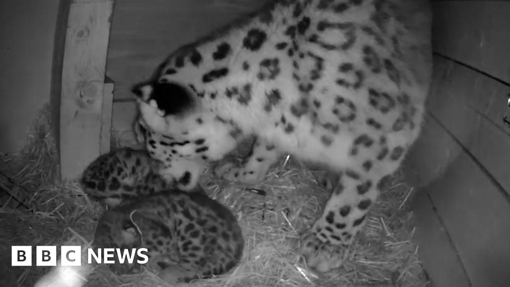 Rare snow leopard cubs born at wildlife park in Highlands - BBC