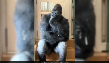 Viral Gorilla Kiyomasa, Watch: Gorilla's Human-Like Reaction After Fight With Mate Wins Internet