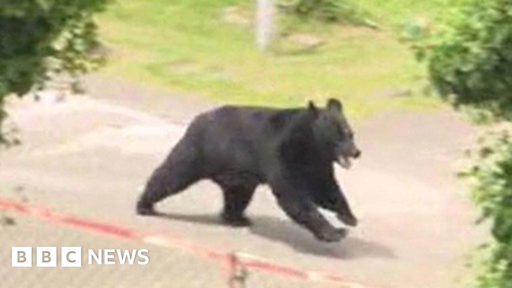 Bear escapes capture by opening factory window in Japan, police say - BBC