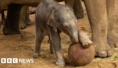 Whipsnade Zoo delighted after endangered elephant gives birth - BBC