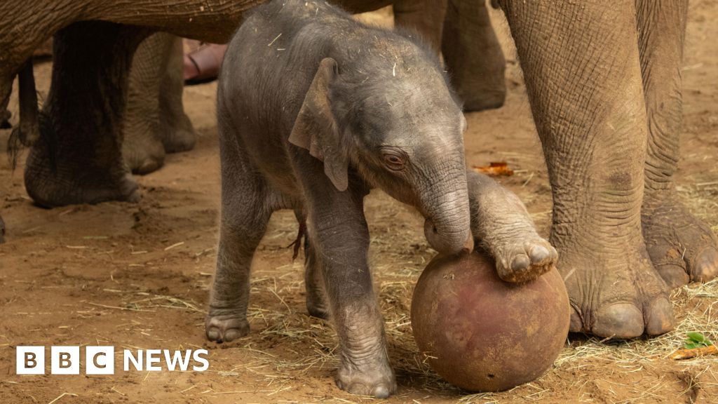 Whipsnade Zoo delighted after endangered elephant gives birth - BBC