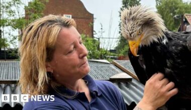 Bald eagle found after going missing from centre in Bedfordshire - BBC