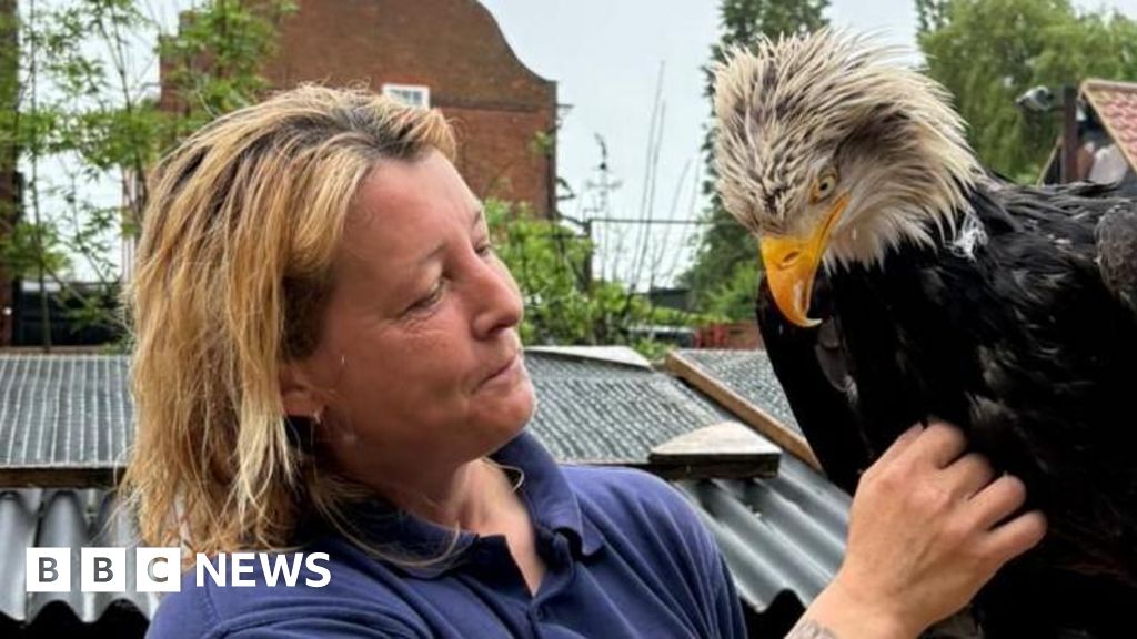 Bald eagle found after going missing from centre in Bedfordshire - BBC