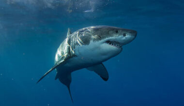 First-ever great white shark filmed in the Mediterranean, shocking divers near Sicily
