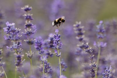 A bee pollinates lavender in Eynsford, England. Researchers have found air pollution degrades the compounds that give lavender its characteristic scent.