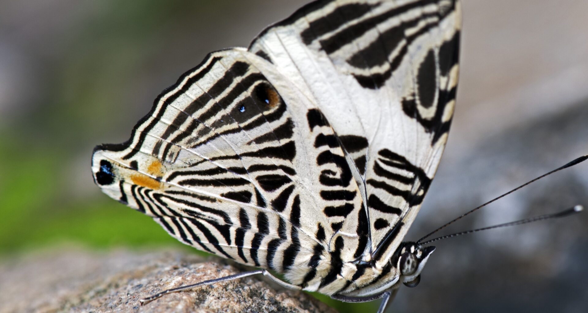 Common butterfly turns out to be three different species