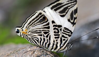 Common butterfly turns out to be three different species