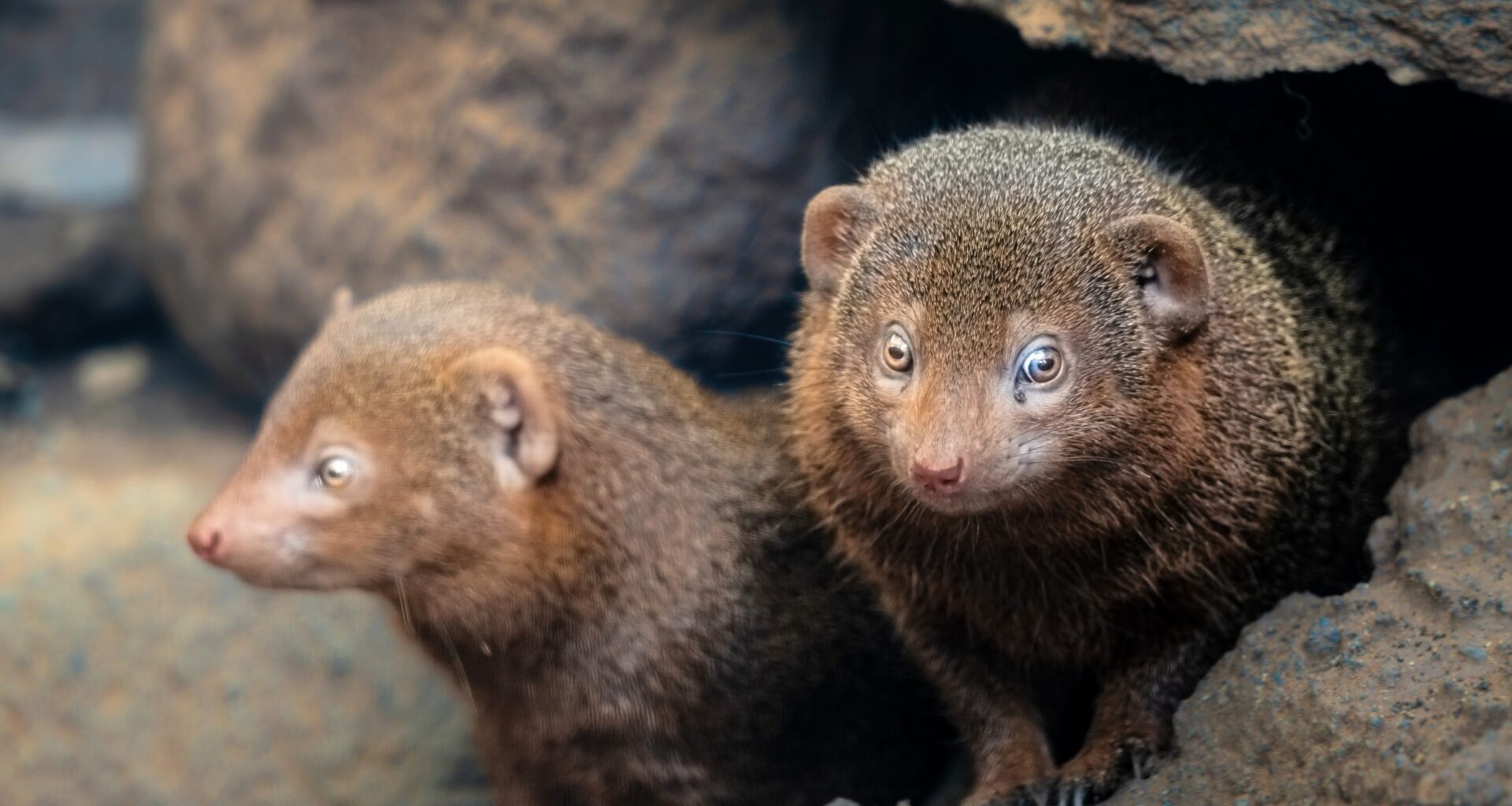Dwarf mongooses can predict conflicts with rival groups