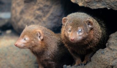 Dwarf mongooses can predict conflicts with rival groups