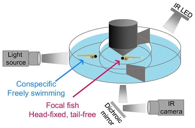 Fish experiment