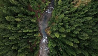 New Forests Launches A$1 Billion Global Natural Capital Fund