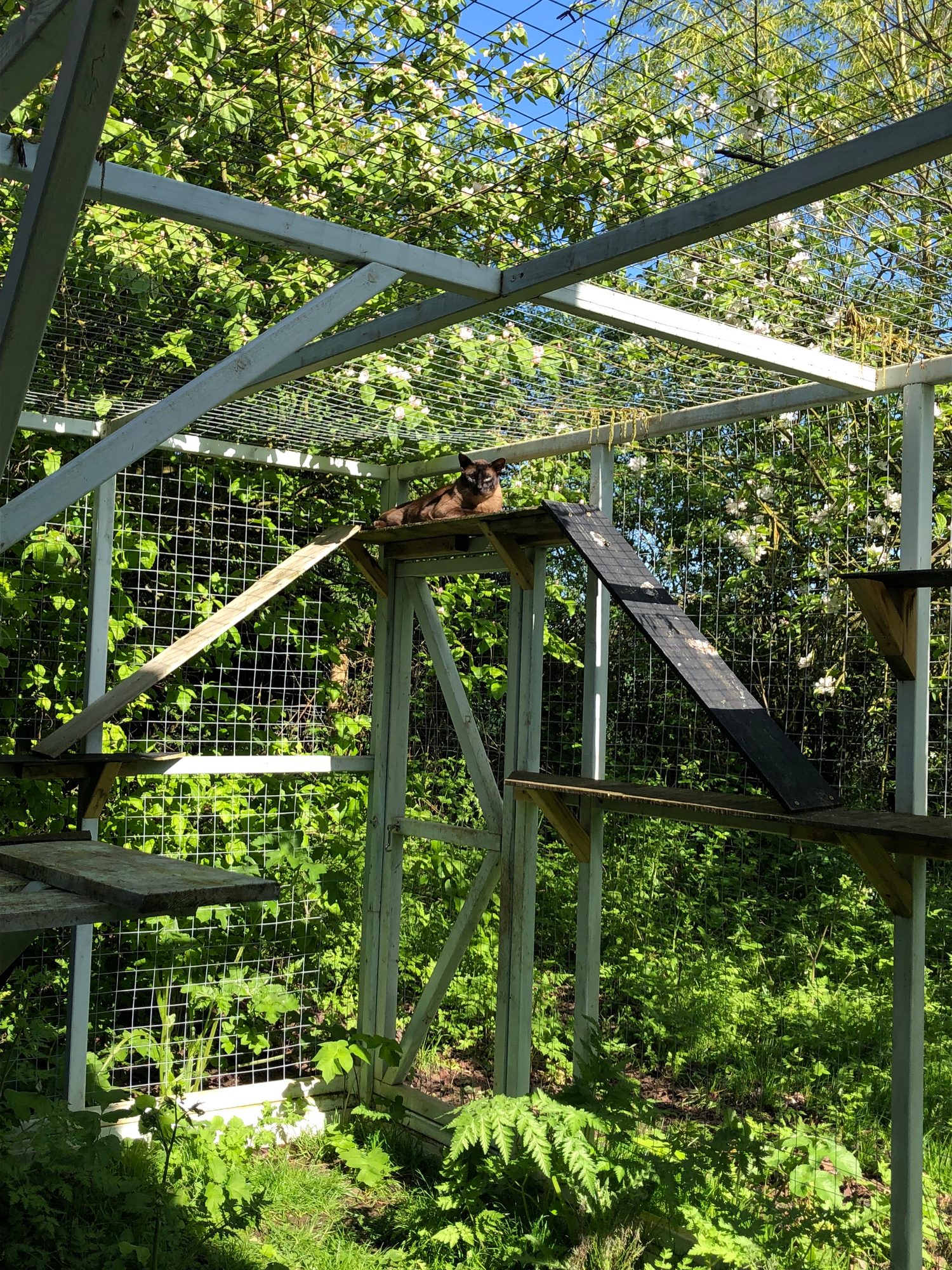 A cat outdoors in a catio. © ahloch/Getty