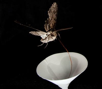 A tobacco hawkmoth visits a paper cone emitting the scent of pale evening primrose as part of an experiment into how pollution degrades floral odors.