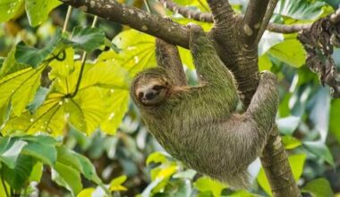 Scientists may have finally solved why sloths are so slow