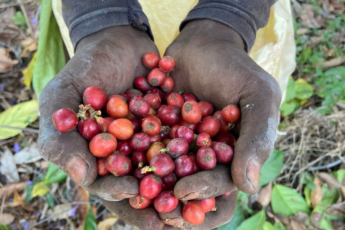 The search for climate-resilient coffee: Diversifying beyond Arabica and Robusta