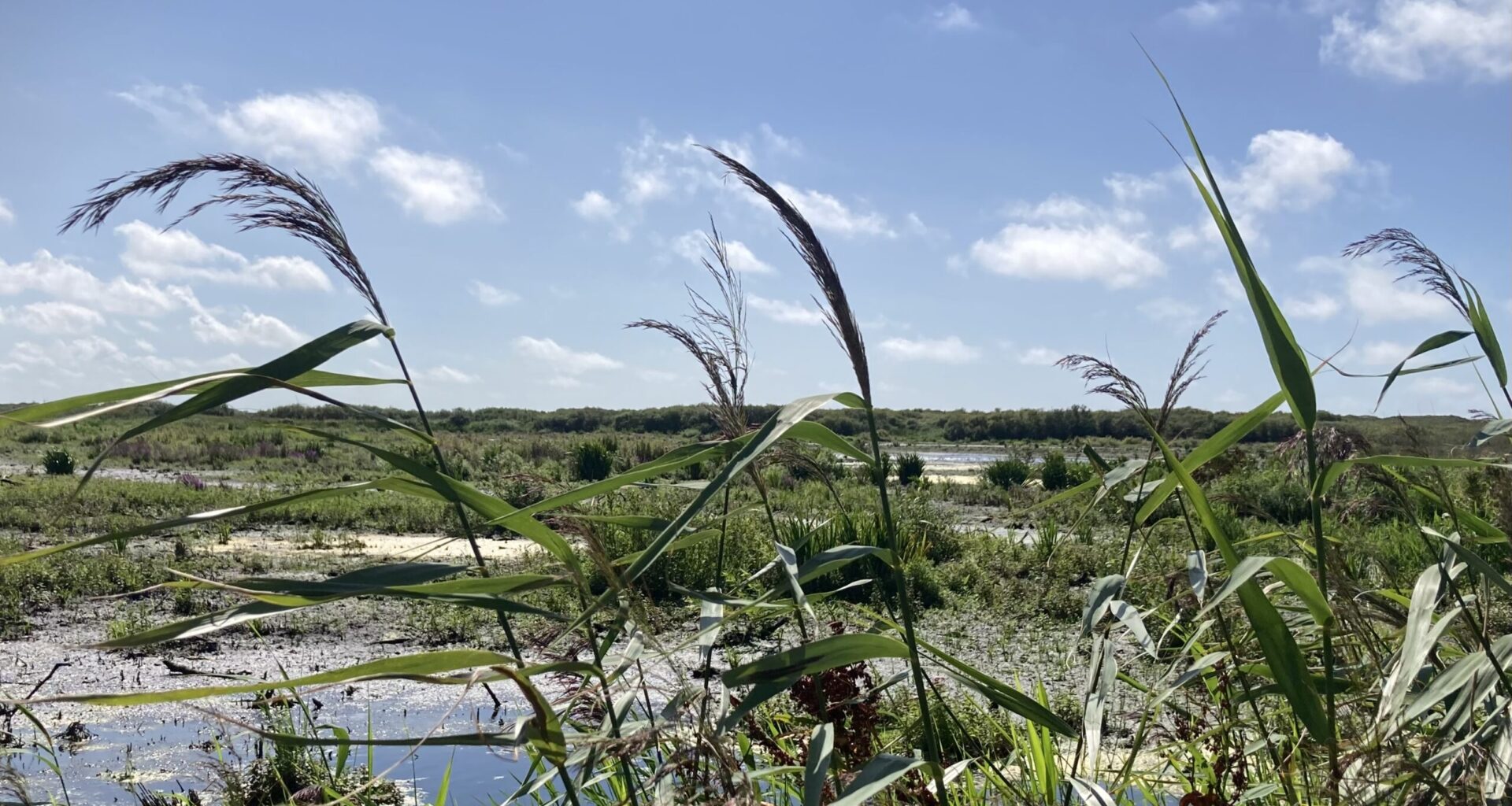 Pollution, climate change are hitting Dutch fresh water nature
