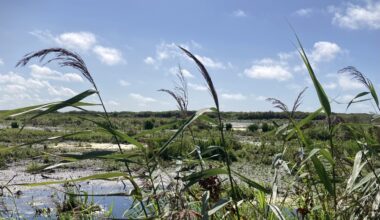 Pollution, climate change are hitting Dutch fresh water nature