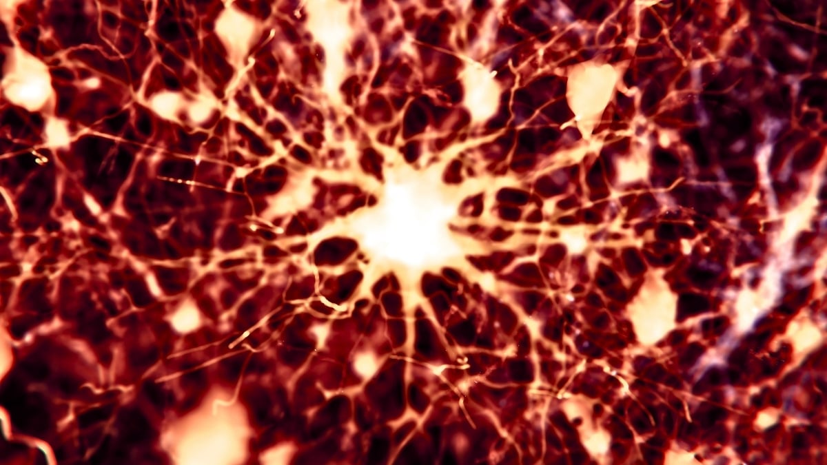 Scientists Found 2 Existing Drugs Could Reverse Alzheimer's Brain Damage in Mice : ScienceAlert