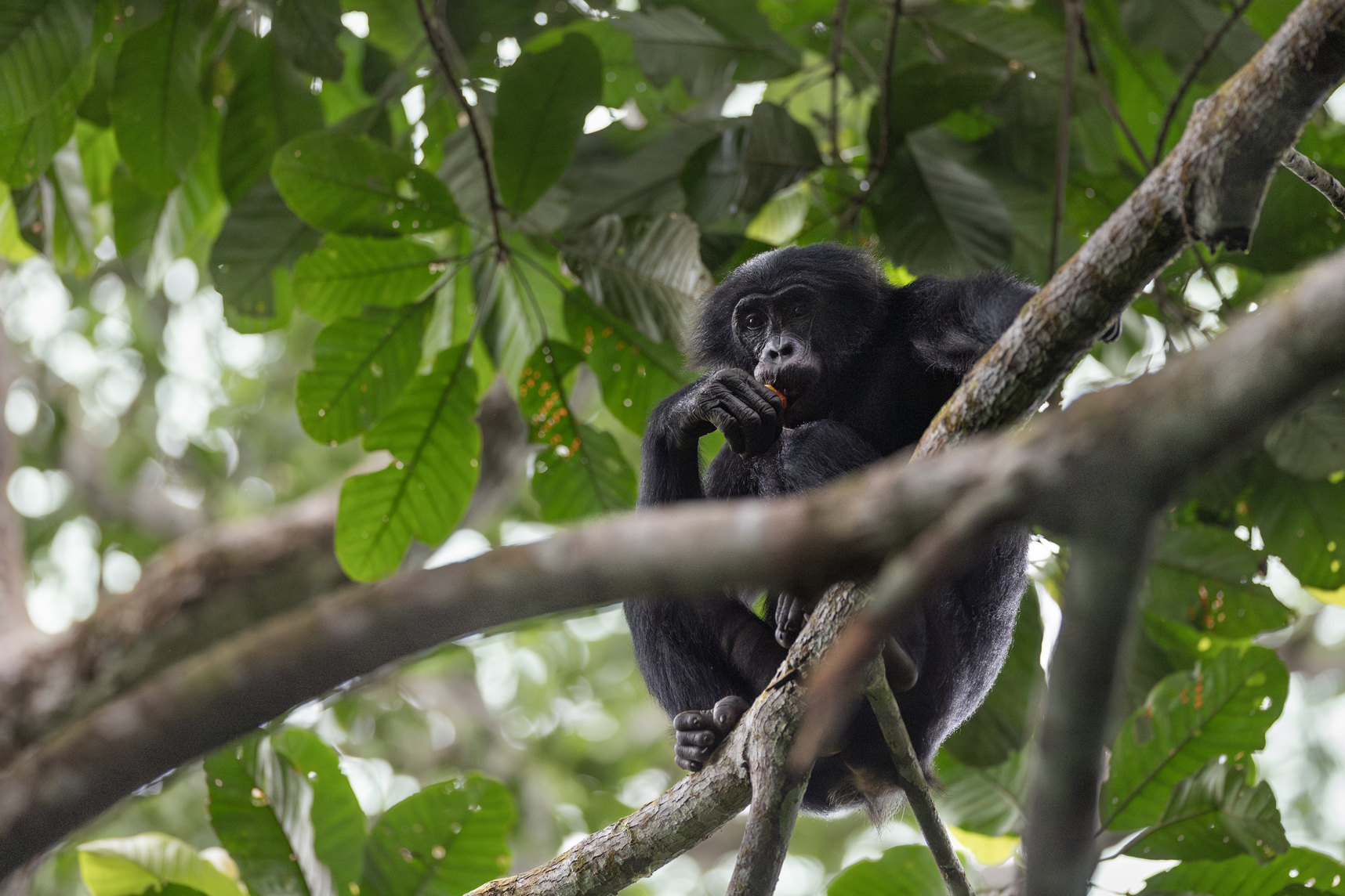 A bonobo observes its surroundings from the canopy in Salonga National Park. Earning the trust of wild bonobos is a painstaking process that begins before dawn and can take years to achieve. Photo by Alice Péretié / Chengeta Wildlife.