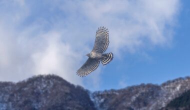 Migratory predators carry fear across continents