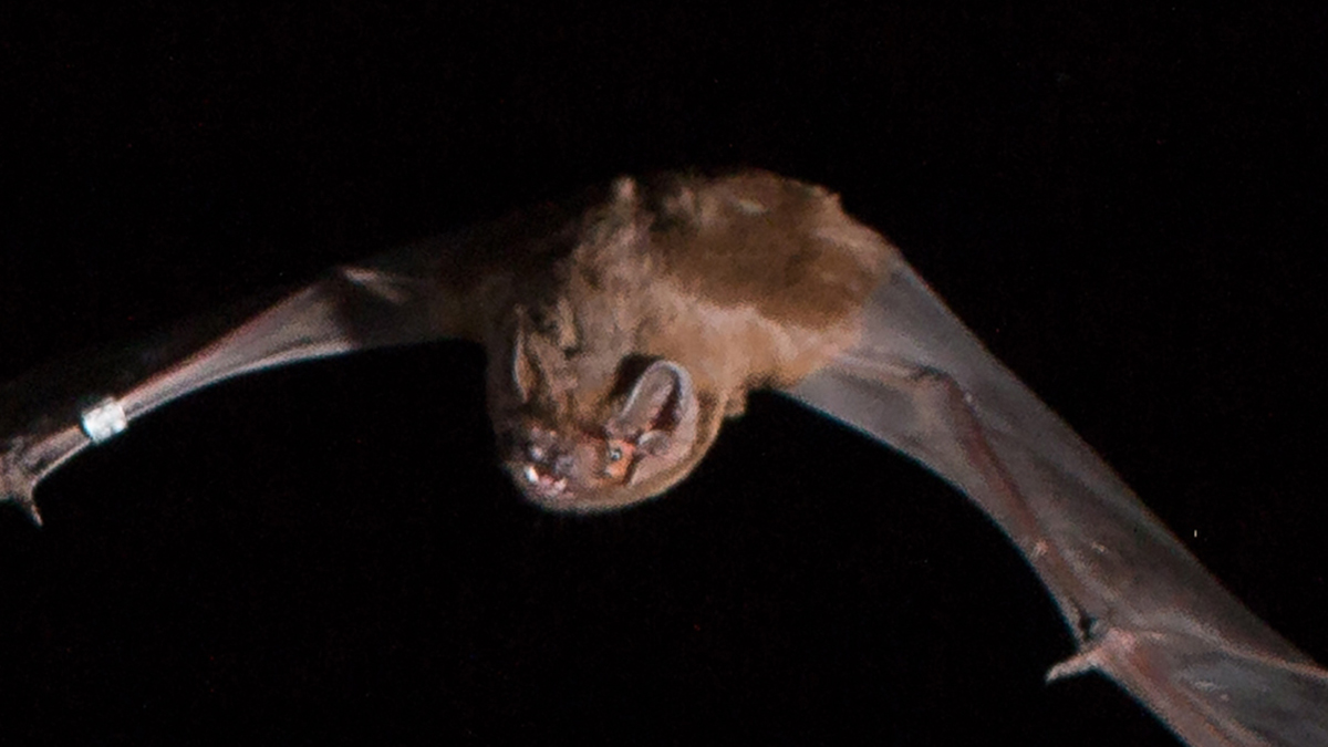 Peculiar Bat Behavior Revealed in a 400-Year-Old Painting : ScienceAlert