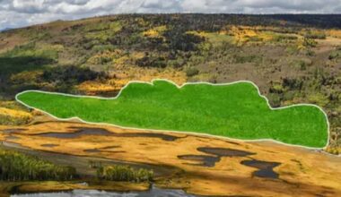 Haunting Sounds of The World's Largest Living Thing Recorded : ScienceAlert