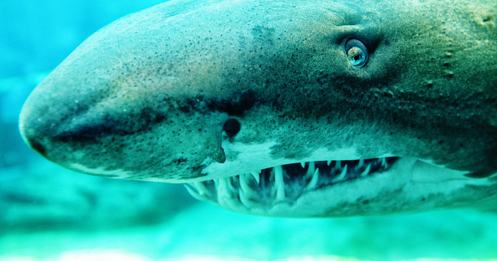 Sharks have been swimming in Earth's oceans for roughly 450 million years — which means they predate the first tree by about 65 million years, and when sharks first appeared, the only plants on land were mosses and liverworts no taller than a few centimetres