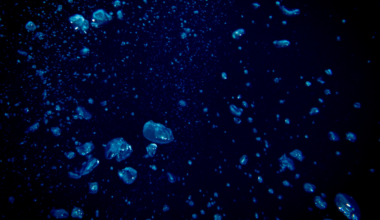 Only 0.001 percent of the deep ocean floor has ever been seen by human eyes — an area roughly the size of Rhode Island — according to a May 2025 study in Science Advances, meaning more than 99.999 percent of the seafloor covering two-thirds of our planet has never been observed by anyone, ever