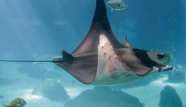 Rays use chemical alarm signals to warn each other of danger