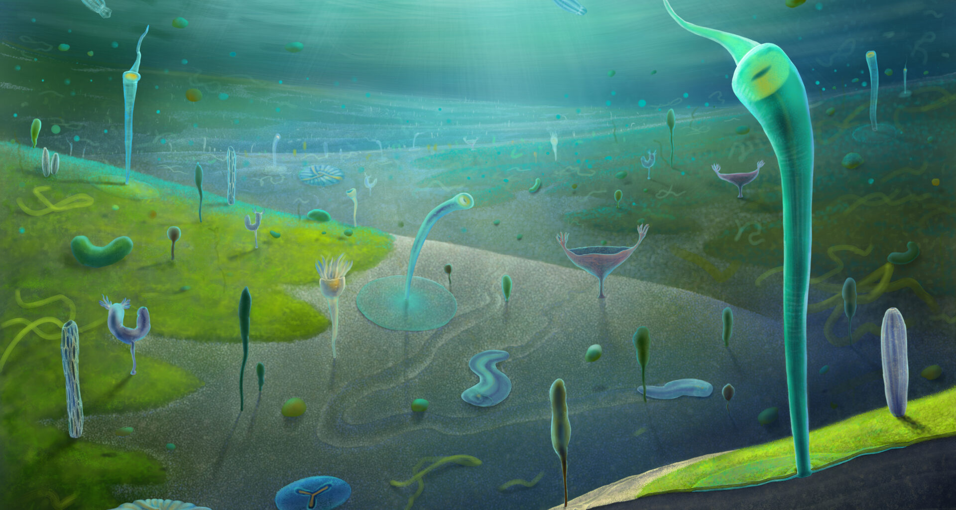 An illustration of Ediacaran animals based on their fossils.